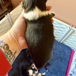 Ham - Black tri male Miniature Australian Shepherd puppy in Gatesville, Texas from Southern Promise Aussie’s