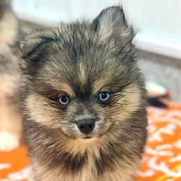 Cibatta - Black male Pomsky puppy in Centerville, Iowa from LJ Kennels Pomskies, LLC