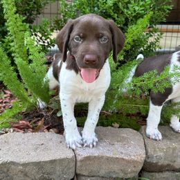 Crux-Red Collar - Liver and white male German Shorthaired Pointer puppy in Conroe, Texas from Tipsy Rabbit GSP TopDog Kennel