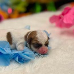 Boy 1 - Fawn male Chihuahua puppy in Lee Center, New York from Alfheim-Andromeda Chihuahua's (A &A's)