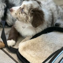 Aussiedoodle Puppies from Navarro Royal Pups