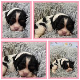 Callie - Tri-color female Cavalier King Charles Spaniel puppy in Sparta, Georgia from Southern Edge Kennel