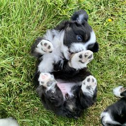 Miniature Australian Shepherd Puppies from 5 Star Mini Aussies