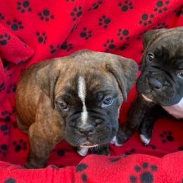 Boxers from Tanya's Boxers
