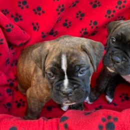 Boxers from Tanya's Boxers