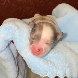 Lucky - Blue merle male Pomeranian puppy in Los Angeles, California from AMAYSING Pups