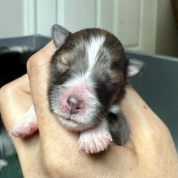 Sable girl 1 - Sable and white female Shetland Sheepdog puppy in Windsor, Colorado from Shirehill Shelties