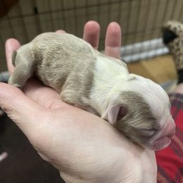 Boston Terrier Puppies from Bluffview Boston