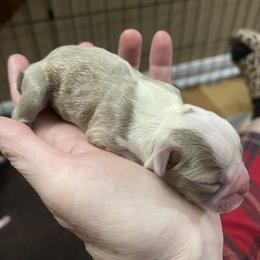 Boston Terrier Puppies from Bluffview Boston