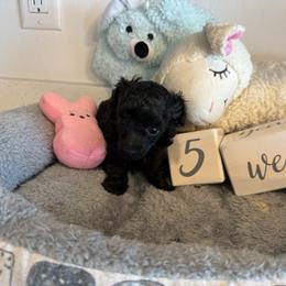 Hearts - Black female Poodle puppy in Prescott Valley, Arizona from Caloosa Toy Poodles