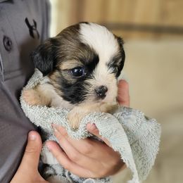 Shih Tzu Puppies from Melanie's Little Lions