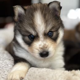 Pomsky Puppies from Bowtique Pomskies