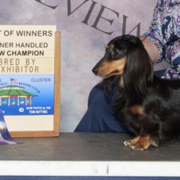 Ch  Opal - Dachshund