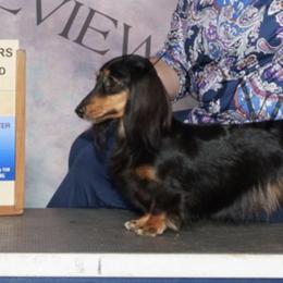 Ch  Opal - Dachshund