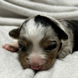Cheddar - Blue merle male Australian Shepherd puppy in St. George, Utah from Rock Canyon Australian Shepherds