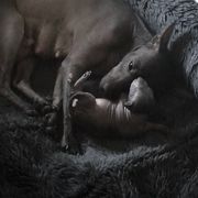 Xoloitzcuintli Puppies from Vineyardview Toy Xoloitzcuintle