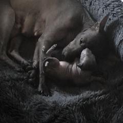 Xoloitzcuintli Puppies from Vineyardview Toy Xoloitzcuintle