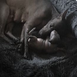 Xoloitzcuintli Puppies from Vineyardview Toy Xoloitzcuintle