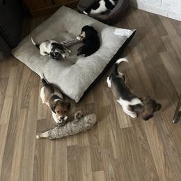Dachshund Puppies from EB's Cajun Lil' Doxies