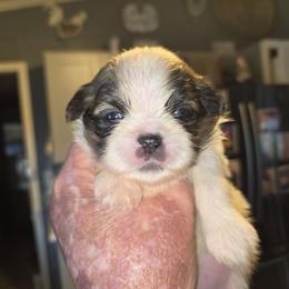 Gerard - Tricolor male Shih Tzu puppy in Cook County, Illinois from My Tzu Crew