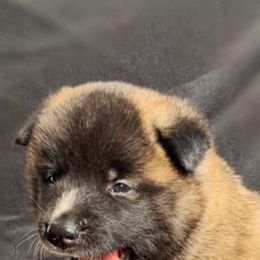 Akita Puppies from Ishikawa Akita's