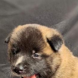 Akita Puppies from Ishikawa Akita's