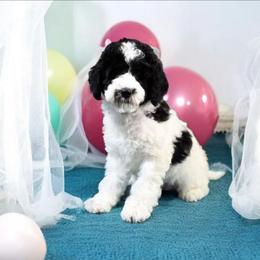 Patch - Black and white male Cavapoo puppy in Medina, Ohio from Momma's Minis