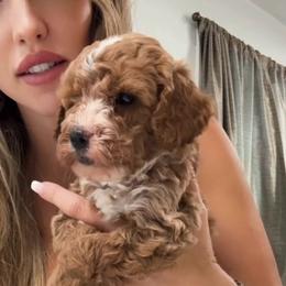 Male 3 - Apricot male Goldendoodle puppy in Clarksville, Tennessee from Tennessee Goldendoodles, since 2014