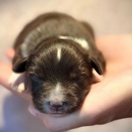 Everest - Red tri female Miniature Australian Shepherd puppy in North Lakeport, California from Wild Rose Ranch