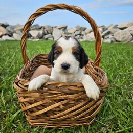 Hunter - Black white and tan male English Springer Spaniel puppy in Columbia, North Carolina from Columbia Spaniels