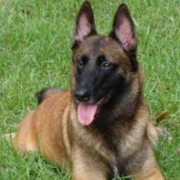 Belgian Malinois from Teddy Bear Malinois
