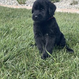 Giant Schnauzer Puppies from Schnauzer Ranch