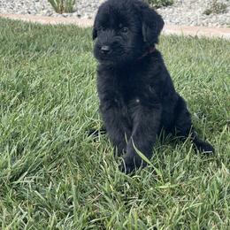 Giant Schnauzer Puppies from Schnauzer Ranch