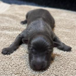 Nova - Blue female German Shepherd puppy in Barnhart, Missouri from Combat Creek German Shepherds
