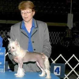 Chinese Cresteds and Xoloitzcuintli from Calliope Kennels