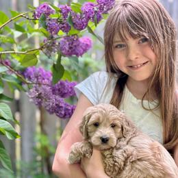 Australian Labradoodle Puppies from High Desert Labradoodles