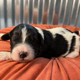 Parka - Black and white female Bernedoodle puppy in Russellville, Arkansas from Crossgate Doodles