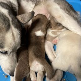 Pugs and Siberian Huskies from Jakes Lil Country Kennels