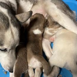 Pugs and Siberian Huskies from Jakes Lil Country Kennels