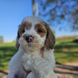 Patch - Parti male Goldendoodle puppy in Forest, Ohio from Mini Doodle Buddies