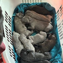 Boy 1 - Gray male Cane Corso puppy in Kaufman, Texas from Phantom Corsos