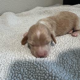 Cream Girl Slim - Cream female Dachshund puppy in Kersey, Colorado from Ranchin Doxies