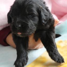 Oh My Darling  (Yellow) - Black female Newfoundland puppy in Kimball Twp, Michigan from Pine River Newfoundlands