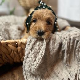Holiday - Red  female Goldendoodle puppy in Fayetteville, Arkansas from Silver Hill Farm