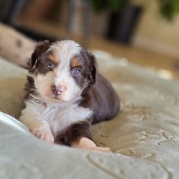 Edward - Red merle male Miniature Australian Shepherd puppy in Harker Heights, Texas from Comfy Cozy Kennel