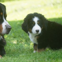 Bernese Mountain Dog Puppies from Lonesome Pine Farm
