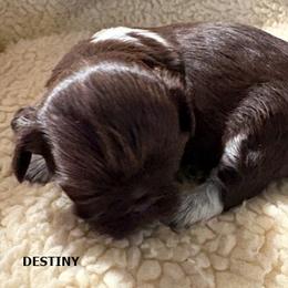 Destiny - Liver and white female Shih Tzu puppy in Modoc, Kansas from Karla Sauer