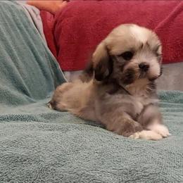Lightning - Golden male Lhasa Apso puppy in Norman, Oklahoma from Steve's Puppies