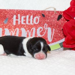Norris - Black male Dachshund puppy in Bellville, Ohio from JK Mini Doxies