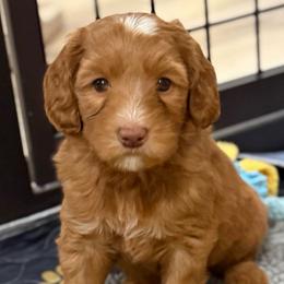 Caribou - Caramel red male Australian Labradoodle puppy in Oregon from Forever Loyal Labradoodles